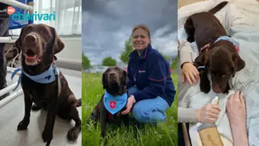 Die Malteser Nürnberg suchen Ehrenamtliche mit Hund,